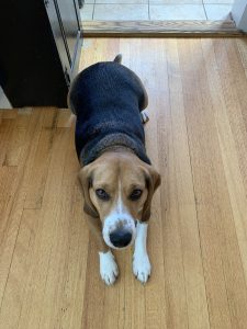 beagle training holden