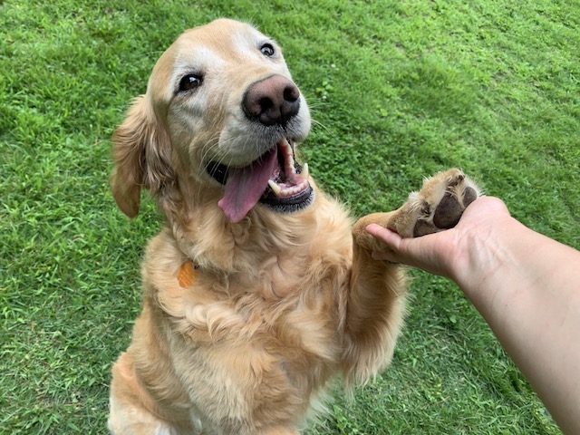 Shake hands, give paw, teach your dog to give paw, dog tricks